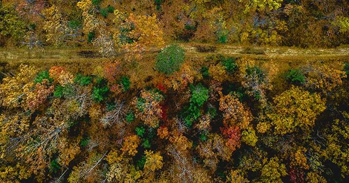 La USAL lidera una plataforma geoespacial para la recuperación de los bosques europeos tras los grandes incendios forestales