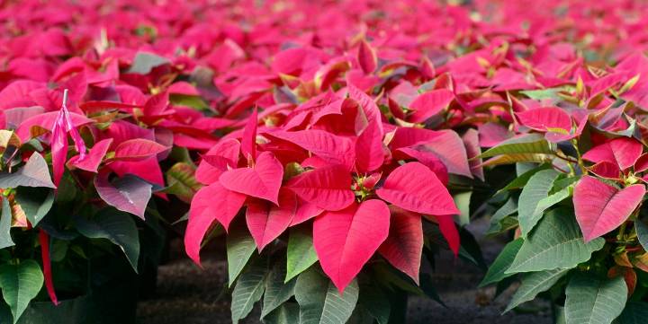 How to Choose a Poinsettia That Won't Die Early