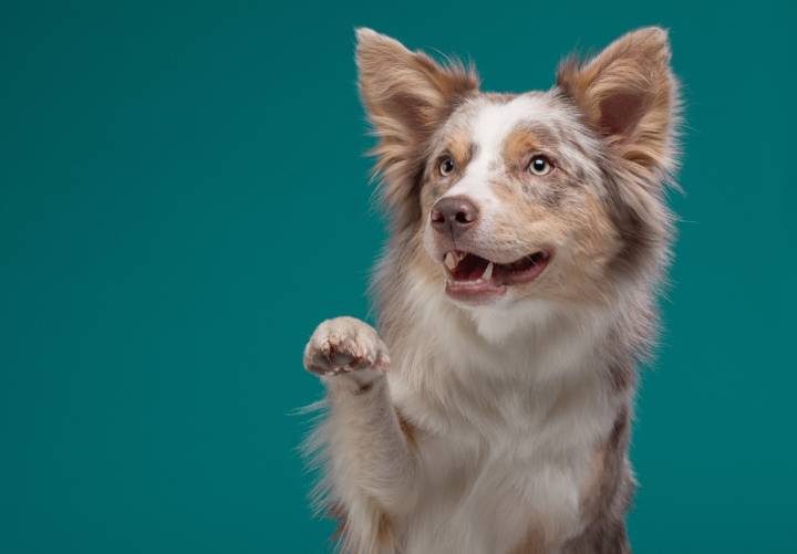 Dog who can't climb stairs gets royal treatment with stair lift