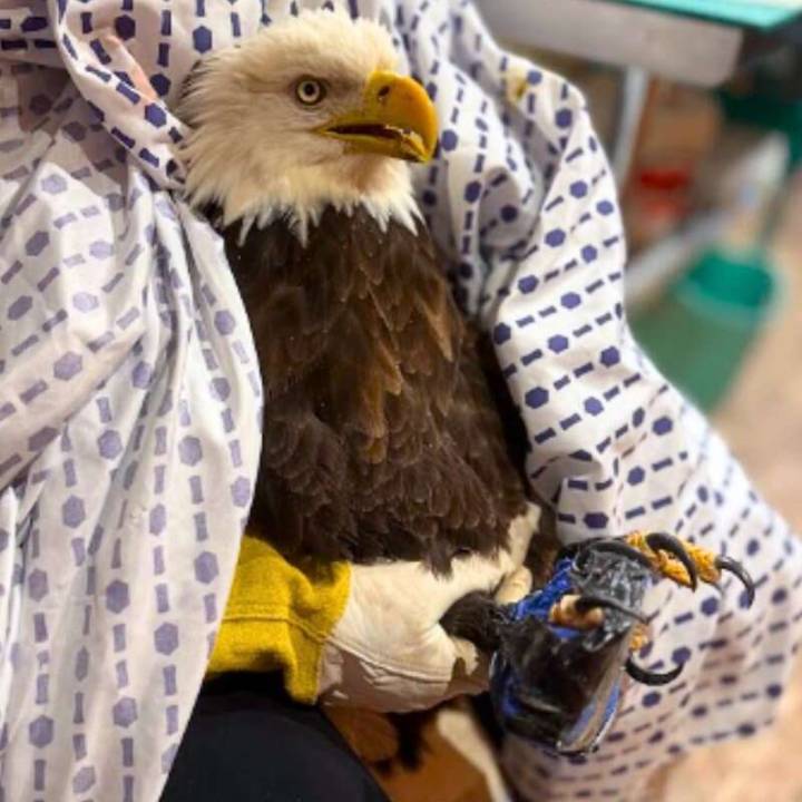Bald eagle rescued on Thanksgiving in Slippery Rock