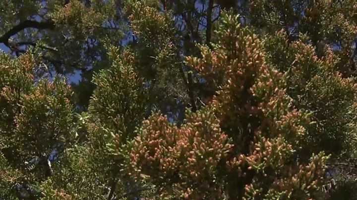 How to manage and protect yourself from mountain cedar