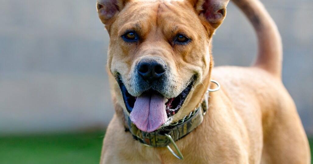 HCH Pet of the Week: Rocko