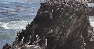 A brown pelican 'feeding frenzy' is an encouraging sign for the often