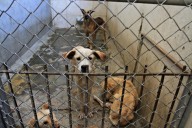 Dos perros mueren en el DABA; denuncian falta de vigilancia y riesgo creciente en el refugio municipal