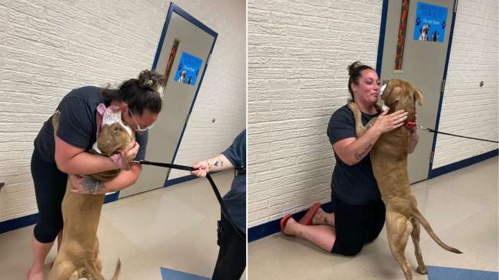 Indiana Woman’s Heartbroken After Her Dog Disappears, Then Receives The Miracle Call