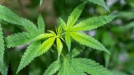 Ohio lawmakers pass bill to change marijuana and hemp rules