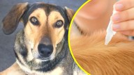 Altas temperaturas y perros: ¿Cómo prevenir pulgas y garrapatas este verano?