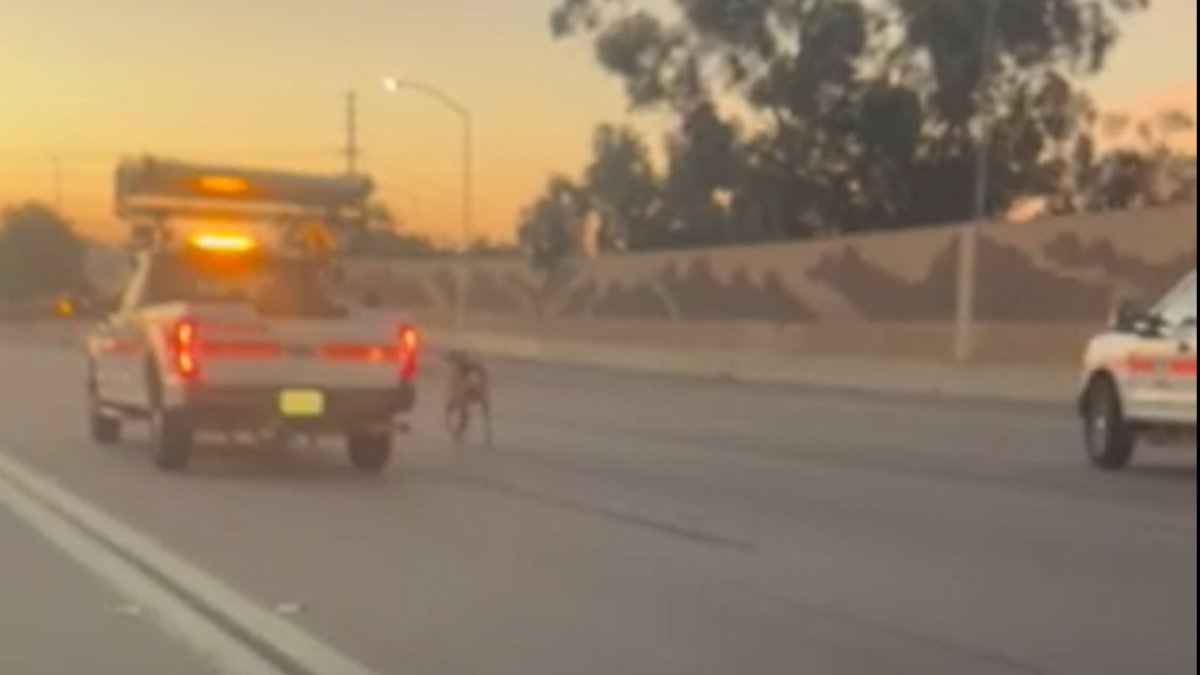 Caltrans workers try to corral reindeer dashing through 5 Freeway