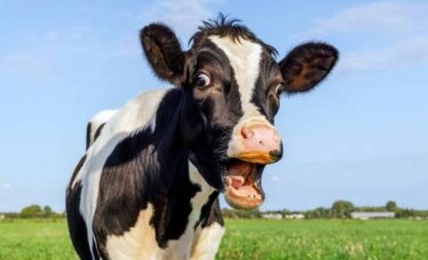 Composición: tema "La Vaca"