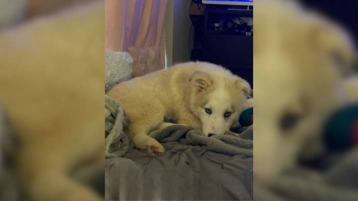 A Husky Mix Kept Getting Returned Until One Arkansas Woman Chose Her Forever No Matter What