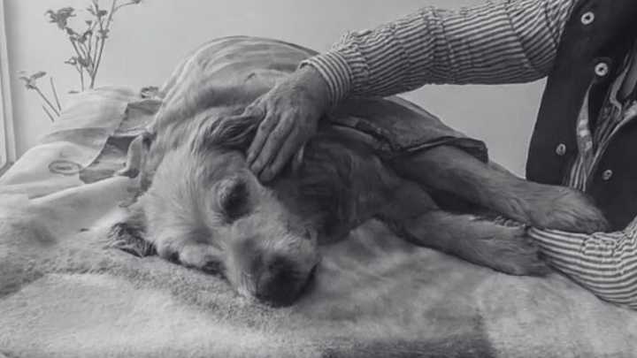 Perrito de catorce años pierde la vida tras ser envenenado en el norte de Bogotá