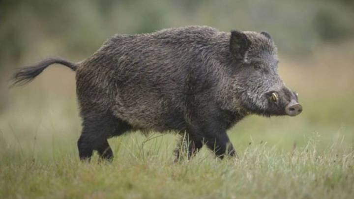 Aragón refuerza la lucha contra la peste porcina:700 jabalíes abatidos este fin de semana