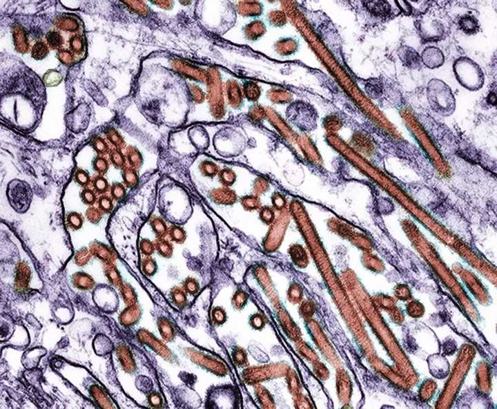 Avian influenza confirmed in Galveston County birds, health officials urge public caution