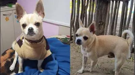 Los Olivos: familia pide ayuda para buscar a perrito chihuahua con epilepsia
