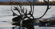Western Arctic Caribou Herd, long Alaska’s biggest, continues its population decline