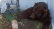 Un oso de 500 libras pasa el invierno oculto en una casa en California: “Mi cámara lo captó debajo del sótano”