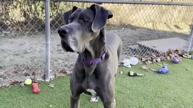 Hilda, a 4-year-old Great Dane, looks for forever home after 700+ days in shelter