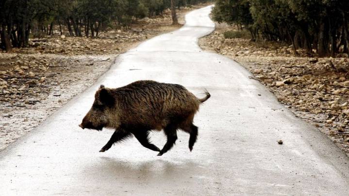 La Junta permitirá cazar "sin límite" al jabalí para prevenir la peste porcina