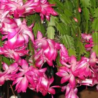 Holiday cactuses need specific care to bloom a second year. Find out what to do.