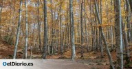 Así es pasear por un bosque que fue lava: el único hayedo volcánico de toda España