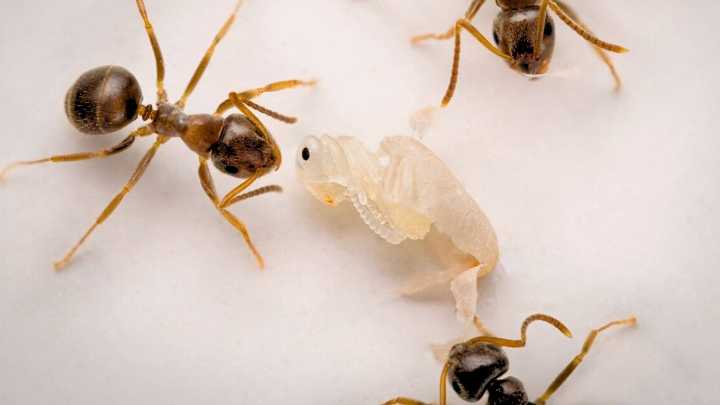 Young Ants Beg For Death When Sick, New Study Reveals