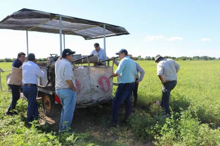 Presidencia Roca produce 80 hectáreas de batata con inversión privada