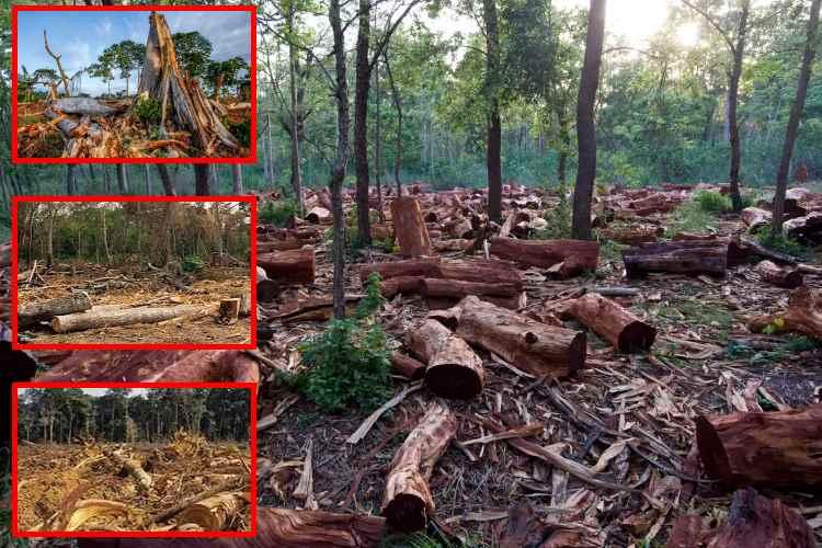 Bosques africanos dejan de absorber CO₂: la señal de alarma global