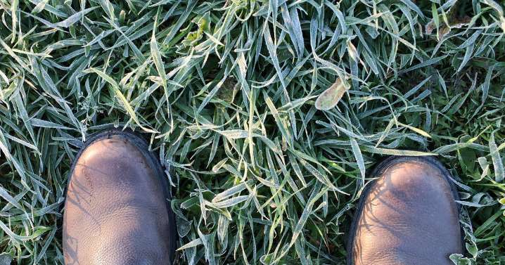 Anyone with a garden warned 'never step on frosty grass' due to hidden winter issue