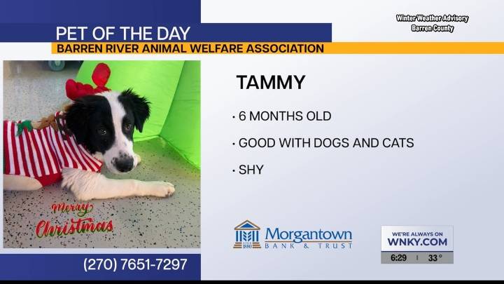 Pet of the Day: Tammy