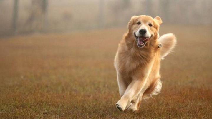 El comportamiento de los perros golden retrievers y de los humanos está regulado por los mismos genes