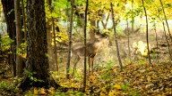 Where did Michigan deer hunters have the most success? What the numbers show