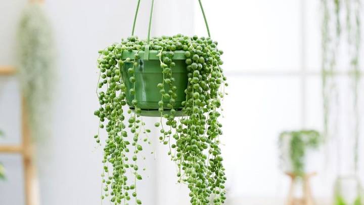 Plantas colgantes: las más fáciles de cuidar y cómo lucirlas en casa