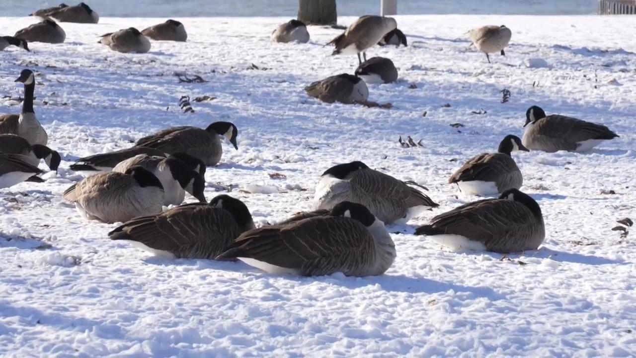 Arctic air brings frigid temperatures to the Chicago area