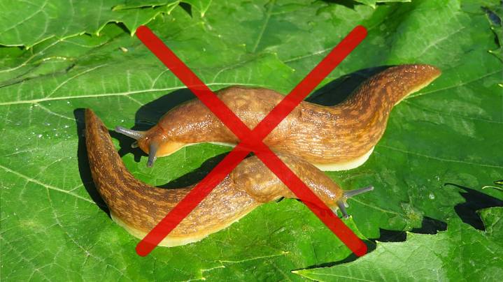 Chau babosas en el jardín: la verdura que las ahuyenta para siempre