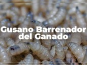 ¿Qué efectos tiene comer carne infectada por gusano barrenador?
