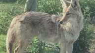 Coyote sightings increase across the Valley