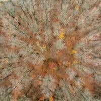 Tree branches to fleece jackets: Chemicals plant in Germany bets on biomass