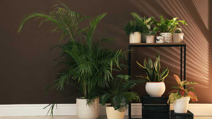 The Type Of Fern That'll Thrive Under The Low Light Conditions In Your Home