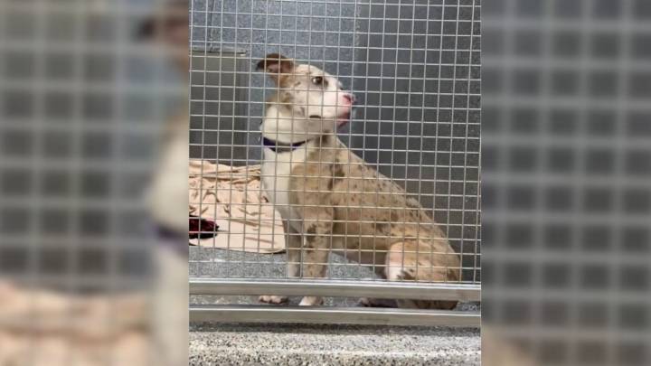 Despite Her Sweet Nature, This California Pittie Is Still Waiting for Her First Applicant