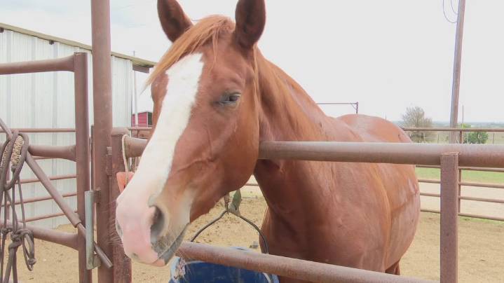 Equine virus reported in several states, organization says