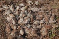 107 grey francolins found dead in Dombivli; samples sent to NIV as officials probe cause