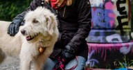 Dogs Trust to deliver homeless Glasgow pet owners gift parcels this Christmas