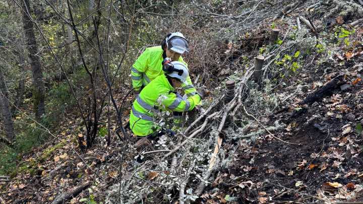 Una plataforma ayudará a recuperar la superficie forestal quemada tras los incendios