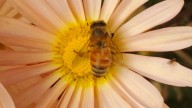 Honeybee strategies for surviving winter