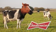 Budweiser Replaces Clydesdales With Cows Dressed As Horses