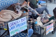 ‘Please Pet Me’ Sign Sees Community Show Up To Give Dog Best Final Day