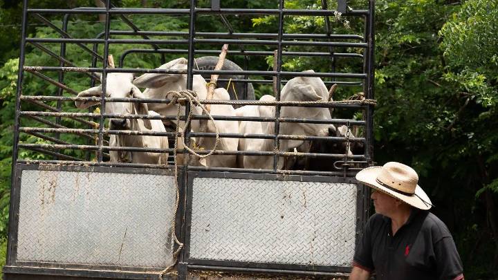Puebla entra en la emergencia nacional por gusano barrenador: ganado y mascotas deben seguir medidas