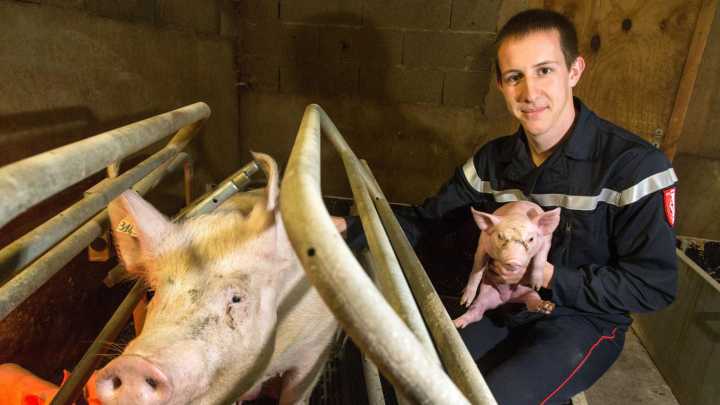 La UME, en primera línea contra la peste porcina africana: así se prepara la unidad que evita la catástrofe en el sector porcino español