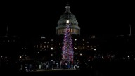 El árbol de Navidad del Capitolio, listo tras recorrer más de 4.000 kilómetros