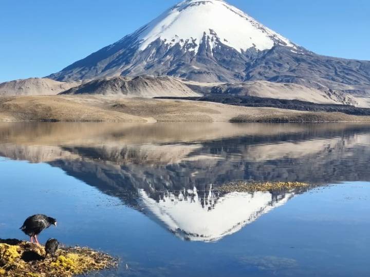 Aceleran respuesta en Lago Chungará: Aumentan brigadas y remueven tierra contaminada